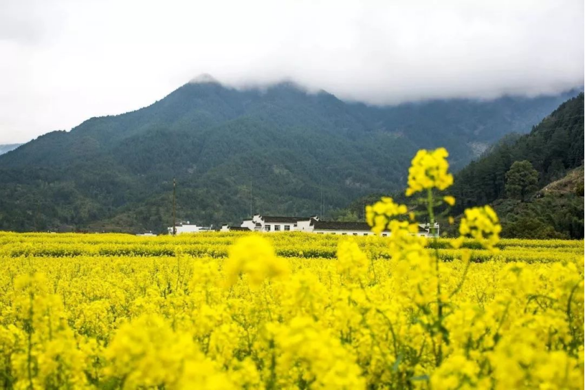 三人同日来,喜见百花开(打一字)