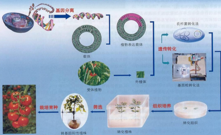 转基因技术在生活中的应用都有哪些？