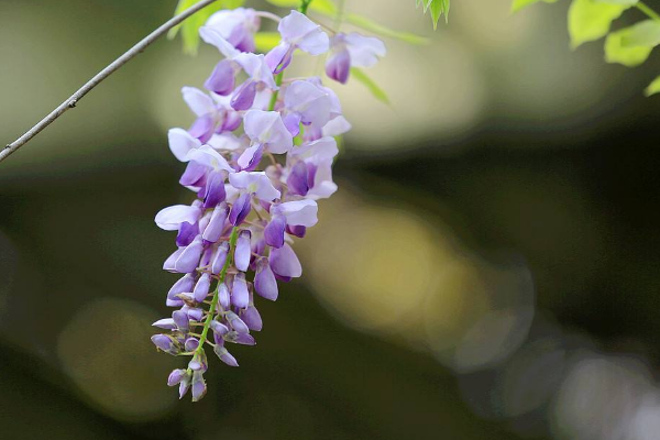 芭蕉不展丁香结是什么意思？