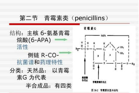 6-APA是什么意思？