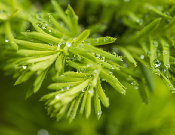 小雨的降雨量是几毫米