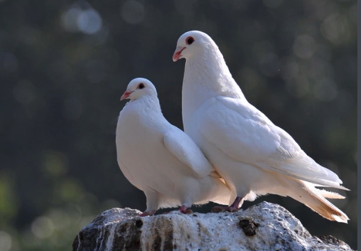 pigeon与dove有什么区别?谢谢！