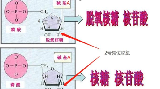 amp是什么意思