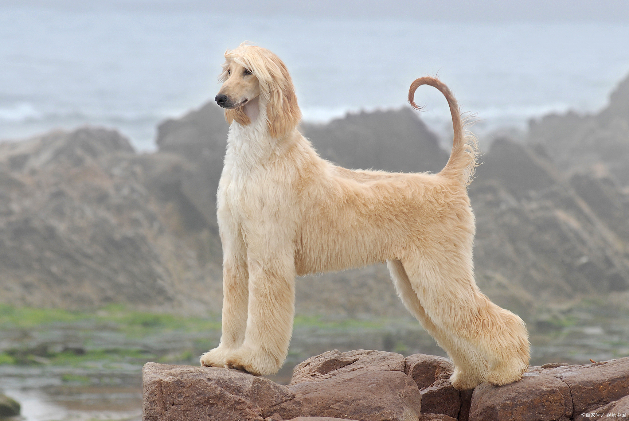 阿富汗猎犬拥有顺滑的长毛,充满贵族气质阿富汗猎犬多少钱一只?