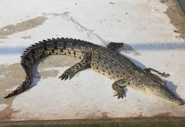 鳄鱼英语alligator吗？