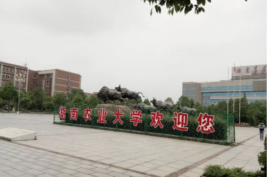 湖南农业大学分数线2022