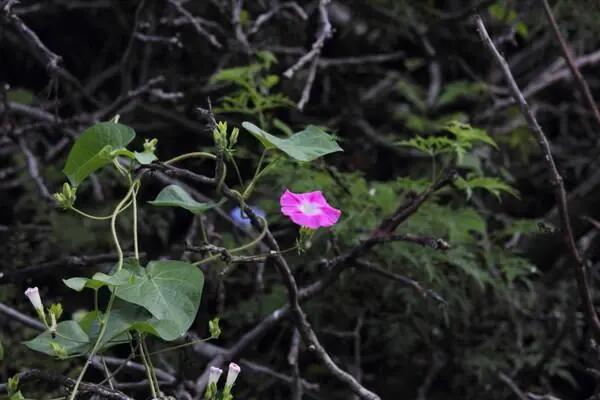 移花接木是什么意思