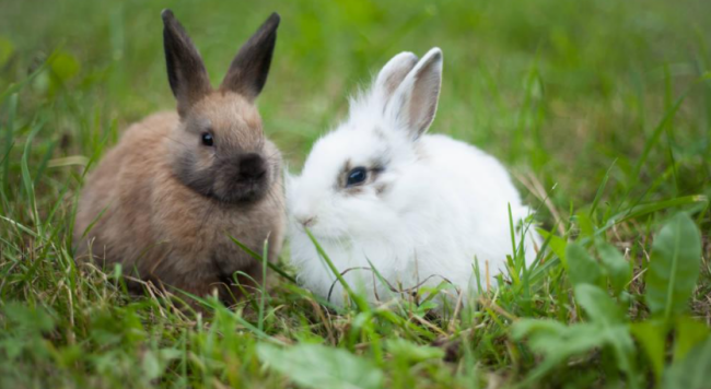 rabbit是什么意思译？