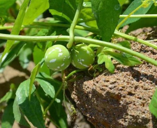 树脂大戟是什么植物？为什么它比朝天椒还辣？它能不能食用？