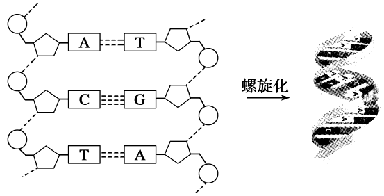 dna分子的结构是什么结构？