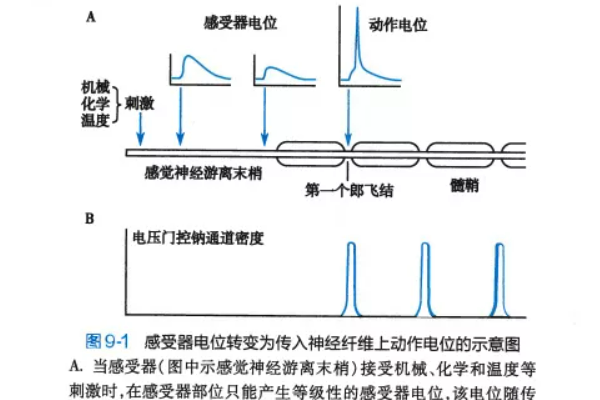 本体感受器名词解释是什么？