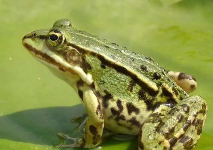 FROG是什么意思