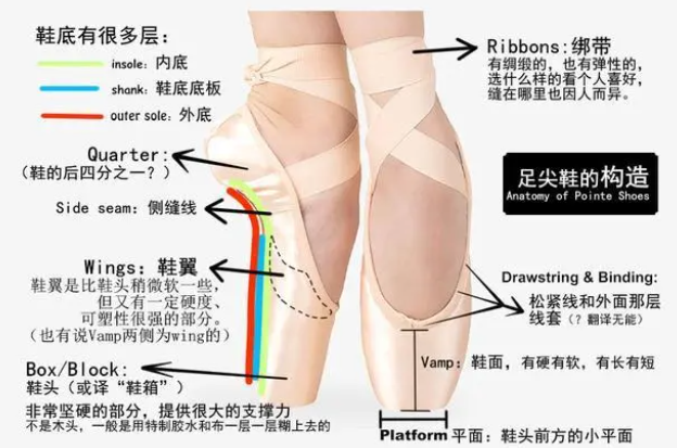 芭蕾舞演员之所以能用脚尖站立，秘密在于？