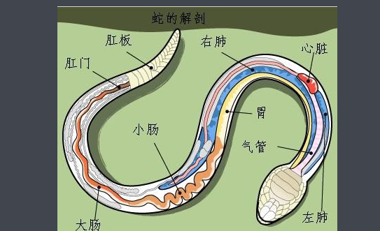 蛇的七寸到底是哪里，什么原因打蛇七寸蛇会疼