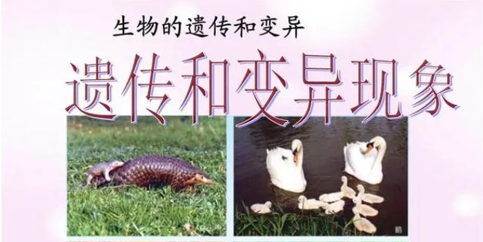 生物的遗传与变异是什么？