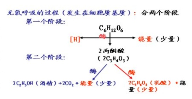 酵母菌有氧呼吸和无氧呼吸的产物是什么？