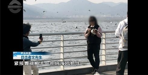 多名游客抓着海鸥拍照，游客的这种行为是否可取？