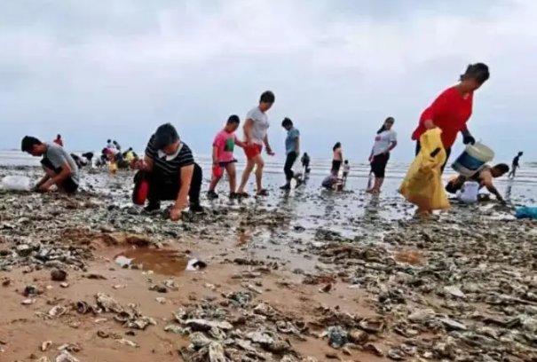 烟台一海滩退潮后现大量海鲜，市民：捡了几百只虾，住在海边是怎样的体验？