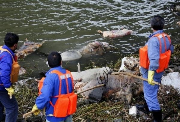 黄河大堤内出现大量死猪，到底是怎么回事？