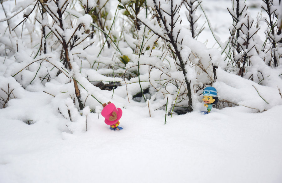 黑龙江漠河迎飞雪，五月飞雪是怎样的场景？