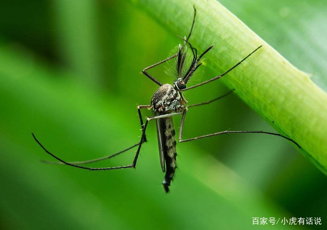 新型冠状病毒会通过蚊子苍蝇传播吗？