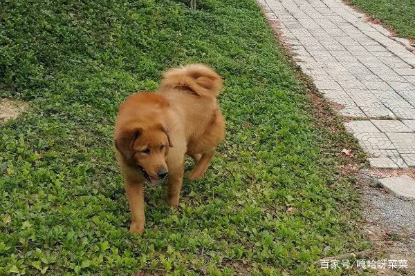 山东一藏獒，被冲锋枪击毙，藏獒变成流浪狗，有多危险？