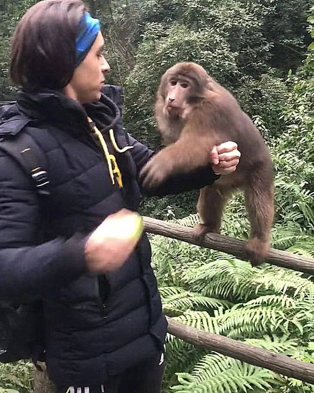 贵州一高校内猴子闯入女生寝室“大闹天宫”，这只猴子到底是哪儿来的？