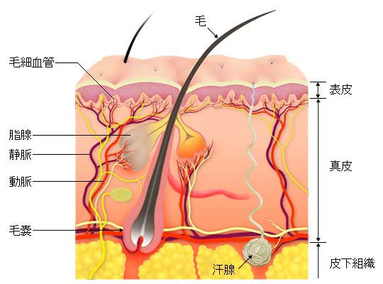 吸脂蚊子是真的吗？