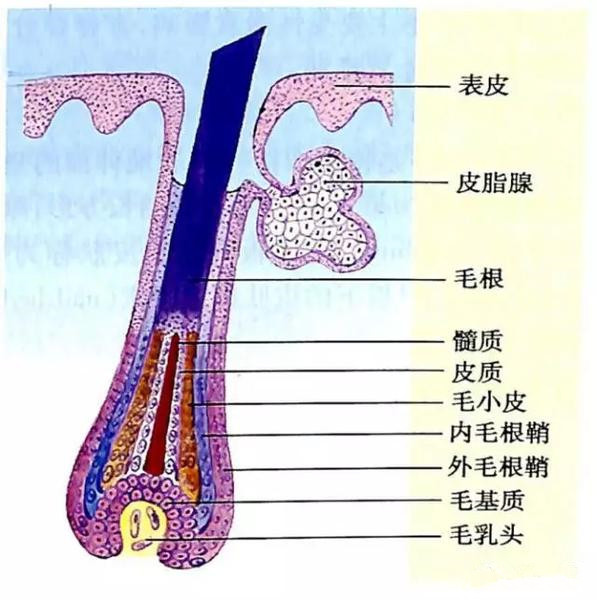 正月为什么不能剪头发？