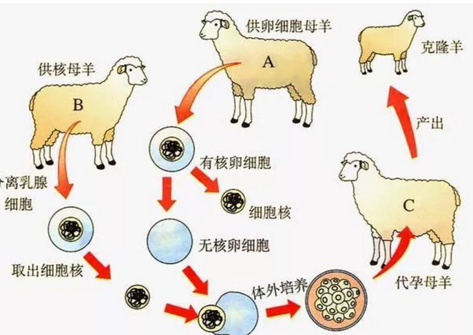 关于克隆的利弊