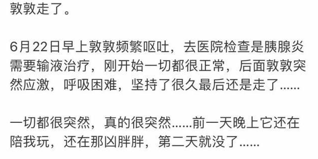 热搜“敦敦走了”中的敦敦是谁？为何会引起数万网友关注？