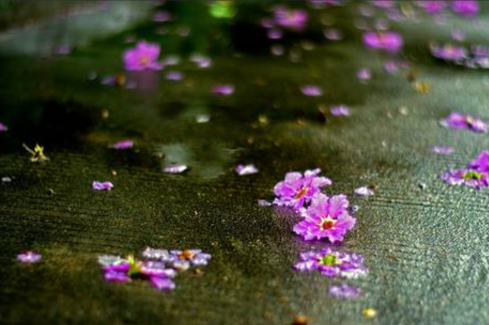 风里落花谁是主