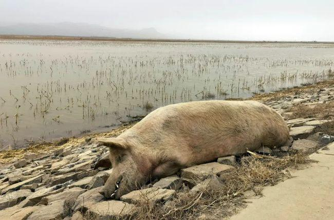 黄河大堤内出现大量死猪，到底是怎么回事？