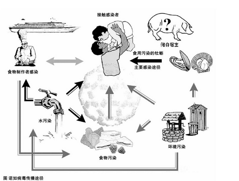 诺如病毒会死人吗？