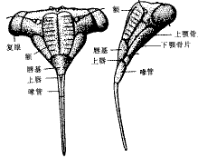 吸脂蚊子是真的吗？