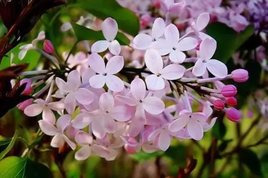 风里落花谁是主