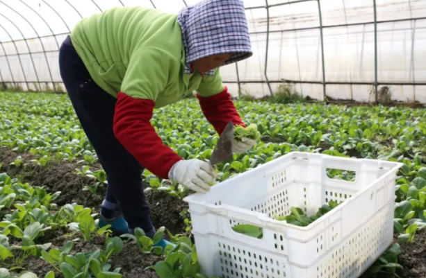 上海市已抢种蔬菜面积达8万多亩，能否保障当地的蔬菜供给？