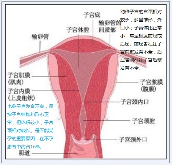 特别是卵巢功能障碍引起雌激素,孕激素分泌不足所造成的,子宫的发育