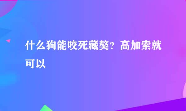 什么狗能咬死藏獒？高加索就可以