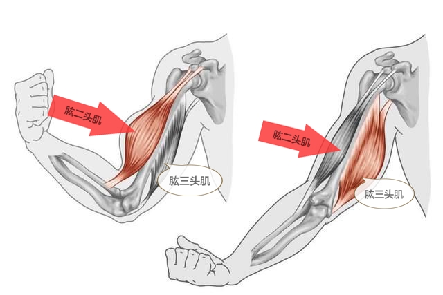 生物中肱二头肌和肱三头肌都是什么意思