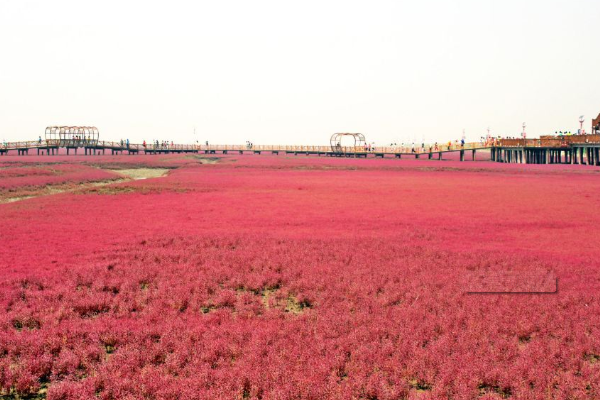 山东青岛出现100公里红海滩，如何描述这一美景？