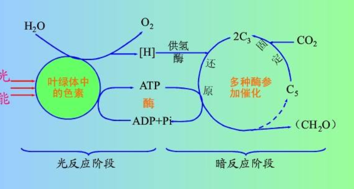 光合作用公式 概念图图片