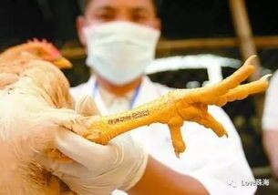 北京今年已报告H7N9病例27例有死亡的吗？