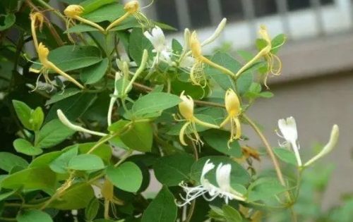 金银花的种植方法是怎样的？