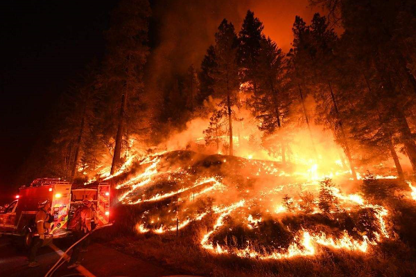 澳洲山火导致大量考拉死亡，为何山火如此难以扑灭？