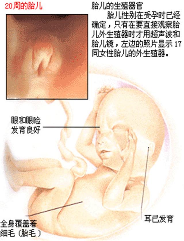 怀孕5个月肚子一般应该多大