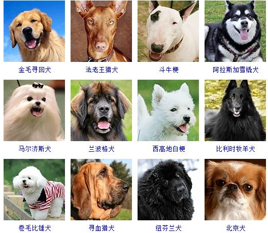 72种名犬图片及名字