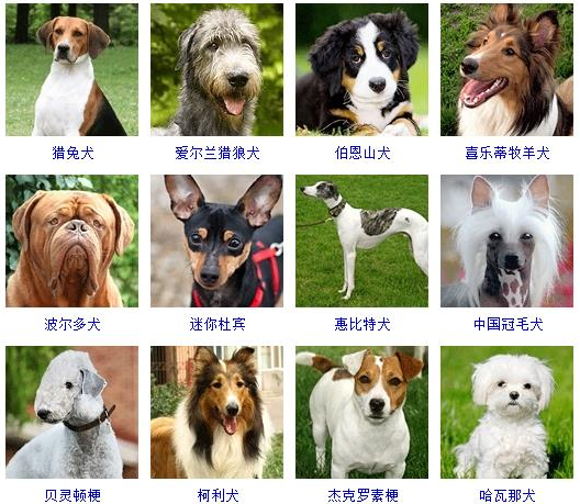 72种名犬图片及名字