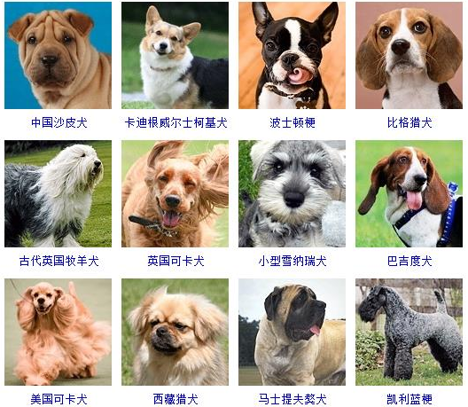 72种名犬图片及名字