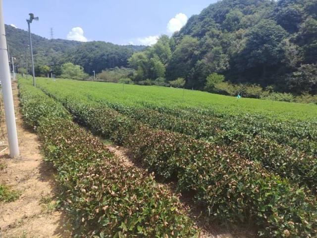 西湖龙井茶树9成被晒干，当地的气温到底有多高呢？农户的损失有多大呢？